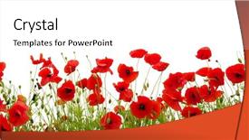  Presentation with poppy - Slides having red poppy isolated on white background and a white colored foreground
