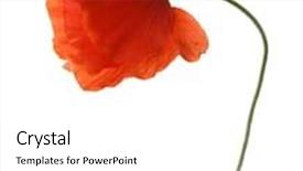  Presentation with poppy - PPT layouts having red poppy isolated on white background and a white colored foreground
