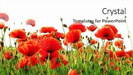  Presentation with poppy - Beautiful presentation theme featuring red poppy isolated backdrop and a white colored foreground