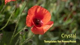  Presentation with poppy - Colorful presentation design enhanced with red-poppy-on-a-poppy backdrop and a tawny brown colored foreground