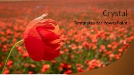  Presentation with poppy - Cool new PPT theme with red-poppy-on-a-poppy backdrop and a red colored foreground