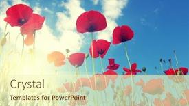  Presentation with poppy - Theme with red-poppy-on-field background and a cream colored foreground