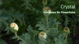  Presentation with red floral - PPT theme enhanced with red-poppy background and a tawny brown colored foreground