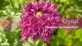  Presentation with red floral - PPT theme featuring red-poppy background and a violet colored foreground