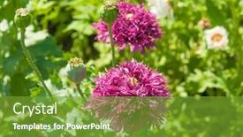  Presentation with red floral - Slide set featuring red-poppy background and a tawny brown colored foreground