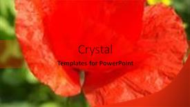  Presentation with poppy - 