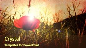  Presentation with poppy - Audience pleasing slide deck consisting of red poppy backdrop and a tawny brown colored foreground