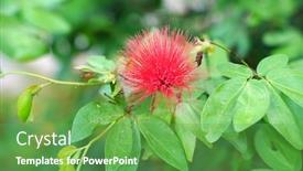  Presentation with powder - Slides having red-powder-puff-or-calliandra background and a seafoam green colored foreground