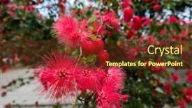  Presentation with flowers - Cool new presentation theme with red-powderpuff-flowers-calliandra-haematocephala backdrop and a tawny brown colored foreground