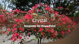  Presentation with flowers - PPT theme enhanced with red-powderpuff-flowers-calliandra-haematocephala background and a tawny brown colored foreground