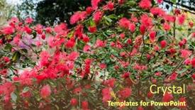  Presentation with flowers - Amazing slides having red-powderpuff-flowers-calliandra-haematocephala backdrop and a tawny brown colored foreground