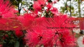  Presentation with flowers - Theme consisting of red-powderpuff-flowers-calliandra-haematocephala background and a red colored foreground