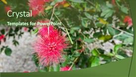  Presentation with flowers - Beautiful PPT theme featuring red-powderpuff-flowers-calliandra-haematocephala backdrop and a tawny brown colored foreground