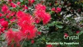  Presentation with flowers - Slides with red-powderpuff-flowers-calliandra-haematocephala background and a tawny brown colored foreground