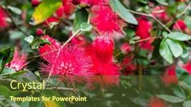  Presentation with flowers - PPT theme having red-powderpuff-flowers-calliandra-haematocephala background and a tawny brown colored foreground
