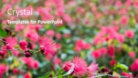  Presentation with flowers - Theme featuring red-powderpuff-flowers-calliandra-haematocephala background and a coral colored foreground