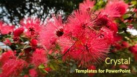  Presentation with flowers - Theme having red-powderpuff-flowers-calliandra-haematocephala background and a tawny brown colored foreground