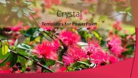  Presentation with flowers - Audience pleasing PPT layouts consisting of red-powderpuff-flowers-calliandra-haematocephala backdrop and a coral colored foreground