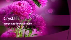  Presentation with black art - Presentation design having red purple - aster autumn flowers art design background and a violet colored foreground