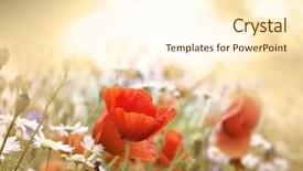 Presentation with poppy - Audience pleasing theme consisting of red purple - poppy flower in the sky backdrop and a cream colored foreground