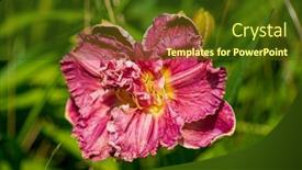  Presentation with purple flowers - Presentation theme with red-purple-daylilies-flowers background and a tawny brown colored foreground