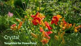  Presentation with purple flowers - PPT theme featuring red-purple-daylilies-flowers background and a tawny brown colored foreground