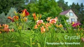  Presentation with purple flowers - Presentation theme having red-purple-daylilies-flowers background and a tawny brown colored foreground