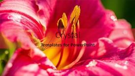  Presentation with purple flowers - PPT theme enhanced with red-purple-daylilies-flowers background and a red colored foreground