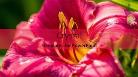  Presentation with purple flowers - PPT layouts with red-purple-daylilies-flowers background and a red colored foreground