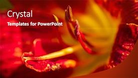  Presentation with purple flowers - Slides featuring red-purple-daylilies-flowers background and a crimson colored foreground