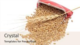  Presentation with ears - Presentation with red-purse-with-wheat-ears background and a coral colored foreground