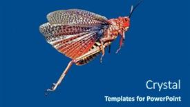  Presentation with africa - Slide deck enhanced with red-pyrgomorphid-grasshopper-jumping background and a ocean colored foreground