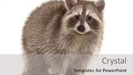  Presentation with camera - Beautiful presentation design featuring red-raccoon-standing-and-facing backdrop and a light gray colored foreground