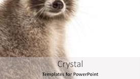  Presentation with red - Colorful PPT theme enhanced with red-raccoon-standing-up-isolated backdrop and a light gray colored foreground