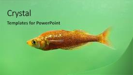  Presentation with red - Presentation having red-rainbowfish-glossolepis-incisus background and a seafoam green colored foreground