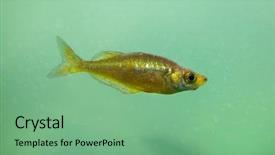  Presentation with red - Audience pleasing theme consisting of red-rainbowfish-glossolepis-incisus backdrop and a seafoam green colored foreground