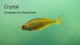  Presentation with red - Slides featuring red-rainbowfish-glossolepis-incisus background and a mint green colored foreground