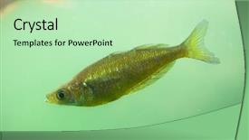  Presentation with red - Beautiful presentation theme featuring red-rainbowfish-glossolepis-incisus backdrop and a soft green colored foreground