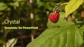  Presentation with green leaves - Presentation theme having red-raspberries-and-green-leaves background and a tawny brown colored foreground