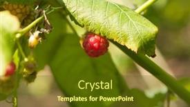  Presentation with green leaves - Presentation theme consisting of red-raspberries-and-green-leaves background and a tawny brown colored foreground