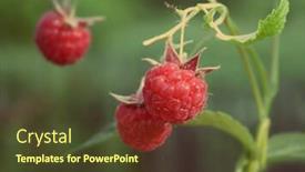  Presentation with vintage retro - Colorful presentation theme enhanced with red-raspberry-on-green-background backdrop and a tawny brown colored foreground