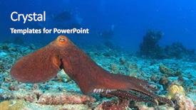  Presentation with reef octopus underwater - Beautiful PPT layouts featuring red reef octopus backdrop and a ocean colored foreground