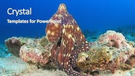  Presentation with octopus - PPT layouts having red reef octopus background and a cobalt blue colored foreground