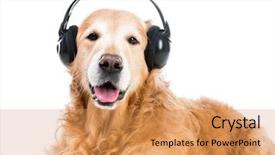  Presentation with headphones - Slide deck with red retriever with headphones looking background and a  colored foreground