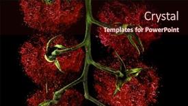  Presentation with explosion - Slide deck with red-ripe-explosion-tomatoes background and a wine colored foreground