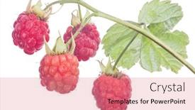  Presentation with green leaf - PPT layouts enhanced with red-ripe-raspberry-with-green background and a coral colored foreground