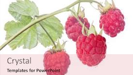  Presentation with green leaf - Colorful slides enhanced with red-ripe-raspberry-with-green backdrop and a coral colored foreground