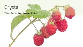  Presentation with green leaves - PPT layouts featuring red-ripe-raspberry-with-green background and a soft green colored foreground