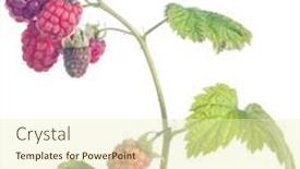  Presentation with green leaf - Cool new PPT theme with red-ripe-raspberry-with-green backdrop and a soft green colored foreground