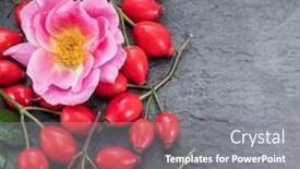  Presentation with rose hips - PPT theme having red-ripe-rose-hips background and a gray colored foreground